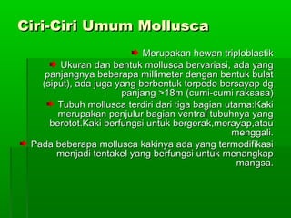 Ciri-Ciri-CCiriiri UUmummum MMolluscaollusca
Merupakan hewan triploblastikMerupakan hewan triploblastik
Ukuran dan bentuk mollusca bervariasi, ada yangUkuran dan bentuk mollusca bervariasi, ada yang
panjangnya beberapa millimeter dengan bentuk bulatpanjangnya beberapa millimeter dengan bentuk bulat
(siput), ada juga yang berbentuk torpedo bersayap dg(siput), ada juga yang berbentuk torpedo bersayap dg
panjang >18m (cumi-cumi raksasa)panjang >18m (cumi-cumi raksasa)
Tubuh mollusca terdiri dari tiga bagian utama:KakiTubuh mollusca terdiri dari tiga bagian utama:Kaki
merupakan penjulur bagian ventral tubuhnya yangmerupakan penjulur bagian ventral tubuhnya yang
berotot.Kaki berfungsi untuk bergerak,merayap,atauberotot.Kaki berfungsi untuk bergerak,merayap,atau
menggali.menggali.
Pada beberapa mollusca kakinya ada yang termodifikasiPada beberapa mollusca kakinya ada yang termodifikasi
menjadi tentakel yang berfungsi untuk menangkapmenjadi tentakel yang berfungsi untuk menangkap
mangsa.mangsa.
 