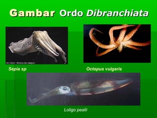 GambarGambar OrdoOrdo DibranchiataDibranchiata
Sepia sp Octopus vulgaris
Loligo pealii
 