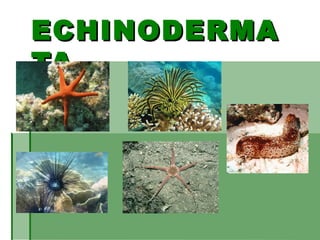ECHINODERMAECHINODERMA
TATA
 