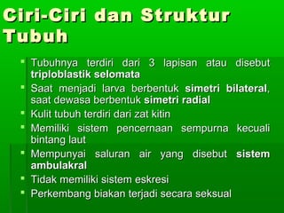 Ciri-Ciri dan StrukturCiri-Ciri dan Struktur
TubuhTubuh
 Tubuhnya terdiri dari 3 lapisan atau disebutTubuhnya terdiri dari 3 lapisan atau disebut
triploblastik selomatatriploblastik selomata
 Saat menjadi larva berbentukSaat menjadi larva berbentuk simetri bilateralsimetri bilateral,,
saat dewasa berbentuksaat dewasa berbentuk simetri radialsimetri radial
 Kulit tubuh terdiri dari zat kitinKulit tubuh terdiri dari zat kitin
 Memiliki sistem pencernaan sempurna kecualiMemiliki sistem pencernaan sempurna kecuali
bintang lautbintang laut
 Mempunyai saluran air yang disebutMempunyai saluran air yang disebut sistemsistem
ambulakralambulakral
 Tidak memiliki sistem eskresiTidak memiliki sistem eskresi
 Perkembang biakan terjadi secara seksualPerkembang biakan terjadi secara seksual
 