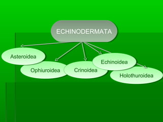 HolothuroideaHolothuroidea
OphiuroideaOphiuroidea
AsteroideaAsteroidea
CrinoideaCrinoidea
EchinoideaEchinoidea
ECHINODERMATAECHINODERMATA
 