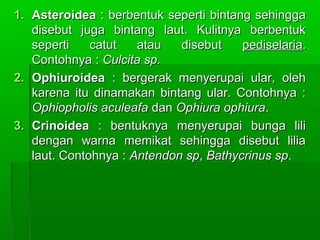 1.1. AsteroideaAsteroidea : berbentuk seperti bintang sehingga: berbentuk seperti bintang sehingga
disebut juga bintang laut. Kulitnya berbentukdisebut juga bintang laut. Kulitnya berbentuk
seperti catut atau disebutseperti catut atau disebut pediselariapediselaria..
Contohnya :Contohnya : Culcita sp.Culcita sp.
2.2. OphiuroideaOphiuroidea : bergerak menyerupai ular, oleh: bergerak menyerupai ular, oleh
karena itu dinamakan bintang ular. Contohnya :karena itu dinamakan bintang ular. Contohnya :
Ophiopholis aculeafaOphiopholis aculeafa dandan Ophiura ophiuraOphiura ophiura..
3.3. CrinoideaCrinoidea : bentuknya menyerupai bunga lili: bentuknya menyerupai bunga lili
dengan warna memikat sehingga disebut liliadengan warna memikat sehingga disebut lilia
laut. Contohnya :laut. Contohnya : Antendon spAntendon sp,, Bathycrinus spBathycrinus sp..
 