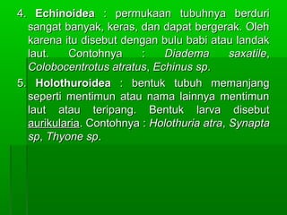 4.4. EchinoideaEchinoidea : permukaan tubuhnya berduri: permukaan tubuhnya berduri
sangat banyak, keras, dan dapat bergerak. Olehsangat banyak, keras, dan dapat bergerak. Oleh
karena itu disebut dengan bulu babi atau landakkarena itu disebut dengan bulu babi atau landak
laut. Contohnya :laut. Contohnya : Diadema saxatileDiadema saxatile,,
Colobocentrotus atratusColobocentrotus atratus,, Echinus spEchinus sp..
5.5. HolothuroideaHolothuroidea : bentuk tubuh memanjang: bentuk tubuh memanjang
seperti mentimun atau nama lainnya mentimunseperti mentimun atau nama lainnya mentimun
laut atau teripang. Bentuk larva disebutlaut atau teripang. Bentuk larva disebut
aurikulariaaurikularia. Contohnya :. Contohnya : Holothuria atraHolothuria atra,, SynaptaSynapta
spsp,, Thyone spThyone sp..
 