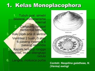 1.1. KelasKelas MonoplacophoraMonoplacophora
1. Tubuh oval, simetri
bilateral, metamerisme
internal
2. Cangkang tunggal
berbentuk kerucut
3. Kaki pipih ada di ventral
4. Ventrikel 2 buah, 5 atau
6 pasang insang & 6
pasang nephridia
5. Kepala tertutup rongga
mantel, mulut dilengkapi
radula
6. Langka, mollusca purba
Contoh: Neopilina galatheae, N.
(Verma) ewingi
 