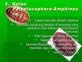 3.3. KelasKelas
Polyplacophora/AmphineuPolyplacophora/Amphineu
rara
 Tubuh memiliki simetri bilateralTubuh memiliki simetri bilateral
 Memiliki cangkang dengan 8 lempeng yangMemiliki cangkang dengan 8 lempeng yang
berbahan dari bahan kapur(Calciumberbahan dari bahan kapur(Calcium
carbonat)carbonat)
 Kaki digunakan untuk lokomosiKaki digunakan untuk lokomosi
 Kepala mengalami reduksiKepala mengalami reduksi
 MemilikiMemiliki Radulauntuk memotong danRadulauntuk memotong dan
menelan alga sebagai mangsanyamenelan alga sebagai mangsanya
 contoh:contoh: Chiton spChiton sp
 