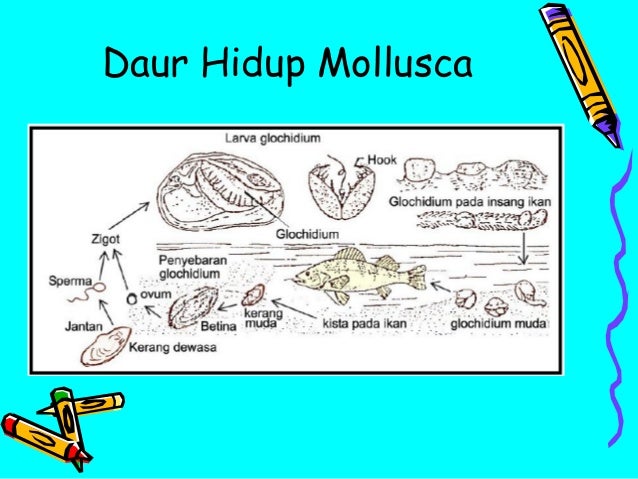  Mollusca 