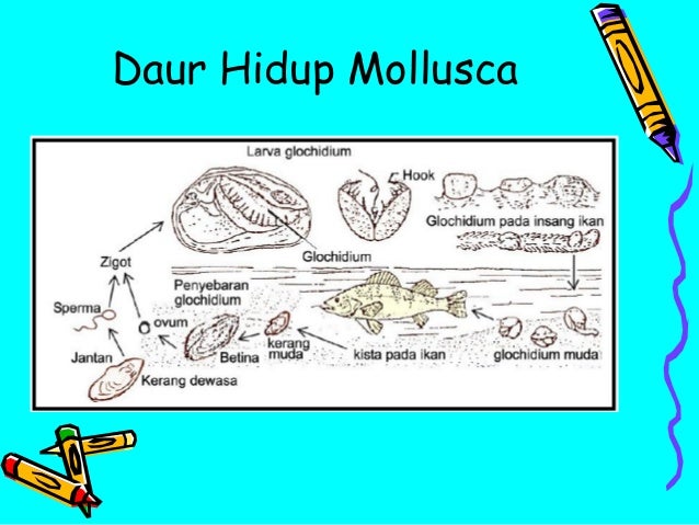 Mollusca Mollusca