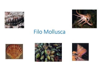 FiloFiloFiloFilo MolluscaMolluscaMolluscaMollusca
 