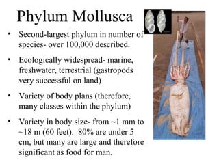 • Second-largest phylum in number of
species- over 100,000 described.
• Ecologically widespread- marine,
freshwater, terrestrial (gastropods
very successful on land)
• Variety of body plans (therefore,
many classes within the phylum)
• Variety in body size- from ~1 mm to
~18 m (60 feet). 80% are under 5
cm, but many are large and therefore
significant as food for man.
Phylum Mollusca
 