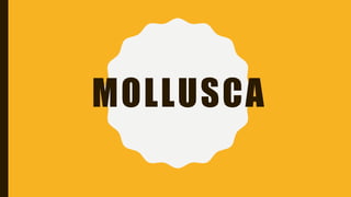 MOLLUSCA
 