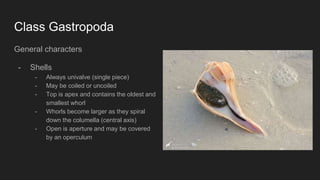 Uncoiled Shell Mollusca | PPTX