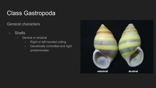 Mollusca | PPTX