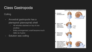 Mollusca | PPTX