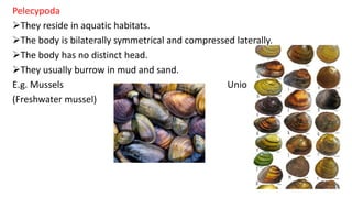 Pelecypoda
They reside in aquatic habitats.
The body is bilaterally symmetrical and compressed laterally.
The body has no distinct head.
They usually burrow in mud and sand.
E.g. Mussels Unio
(Freshwater mussel)
 