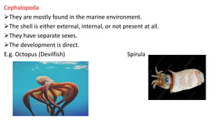 Cephalopoda
They are mostly found in the marine environment.
The shell is either external, internal, or not present at all.
They have separate sexes.
The development is direct.
E.g. Octopus (Devilfish) Spirula
 