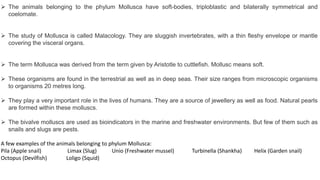  The animals belonging to the phylum Mollusca have soft-bodies, triploblastic and bilaterally symmetrical and
coelomate.
 The study of Mollusca is called Malacology. They are sluggish invertebrates, with a thin fleshy envelope or mantle
covering the visceral organs.
 The term Mollusca was derived from the term given by Aristotle to cuttlefish. Mollusc means soft.
 These organisms are found in the terrestrial as well as in deep seas. Their size ranges from microscopic organisms
to organisms 20 metres long.
 They play a very important role in the lives of humans. They are a source of jewellery as well as food. Natural pearls
are formed within these molluscs.
 The bivalve molluscs are used as bioindicators in the marine and freshwater environments. But few of them such as
snails and slugs are pests.
A few examples of the animals belonging to phylum Mollusca:
Pila (Apple snail) Limax (Slug) Unio (Freshwater mussel) Turbinella (Shankha) Helix (Garden snail)
Octopus (Devilfish) Loligo (Squid)
 