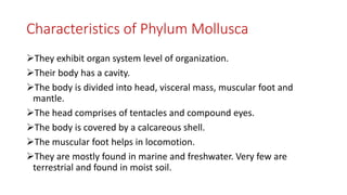 Characteristics of Phylum Mollusca
They exhibit organ system level of organization.
Their body has a cavity.
The body is divided into head, visceral mass, muscular foot and
mantle.
The head comprises of tentacles and compound eyes.
The body is covered by a calcareous shell.
The muscular foot helps in locomotion.
They are mostly found in marine and freshwater. Very few are
terrestrial and found in moist soil.
 