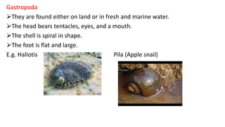 Gastropoda
They are found either on land or in fresh and marine water.
The head bears tentacles, eyes, and a mouth.
The shell is spiral in shape.
The foot is flat and large.
E.g. Haliotis Pila (Apple snail)
 