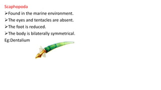 Scaphopoda
Found in the marine environment.
The eyes and tentacles are absent.
The foot is reduced.
The body is bilaterally symmetrical.
Eg:Dentalium
 
