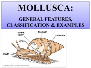 MOLLUSCA:
GENERAL FEATURES,
CLASSIFICATION & EXAMPLES
 