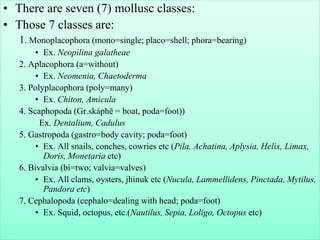 • There are seven (7) mollusc classes:
• Those 7 classes are:
1. Monoplacophora (mono=single; placo=shell; phora=bearing)
• Ex. Neopilina galatheae
2. Aplacophora (a=without)
• Ex. Neomenia, Chaetoderma
3. Polyplacophora (poly=many)
• Ex. Chiton, Amicula
4. Scaphopoda (Gr.skáphē = boat, poda=foot))
Ex. Dentalium, Cadulus
5. Gastropoda (gastro=body cavity; poda=foot)
• Ex. All snails, conches, cowries etc (Pila, Achatina, Aplysia, Helix, Limax,
Doris, Monetaria etc)
6. Bivalvia (bi=two; valvia=valves)
• Ex. All clams, oysters, jhinuk etc (Nucula, Lammellidens, Pinctada, Mytilus,
Pandora etc)
7. Cephalopoda (cephalo=dealing with head; poda=foot)
• Ex. Squid, octopus, etc.(Nautilus, Sepia, Loligo, Octopus etc)
 
