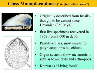 • Originally described from fossils-
thought to be extinct since
Devonian (350 Mya)
• first live specimens recovered in
1952 from 3,600 m depth
• Primitive class, most similar to
polyplacophores ie., chitons
• Organ systems show metamerism,
similar to annelids and arthropods
• Known as “Living fossil”
Class Monoplacophora (“single shell carriers”)
 