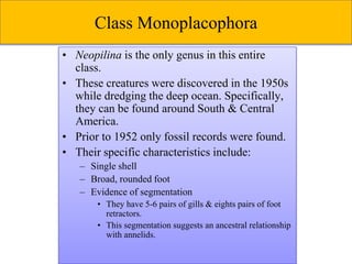 Class Monoplacophora
• Neopilina is the only genus in this entire
class.
• These creatures were discovered in the 1950s
while dredging the deep ocean. Specifically,
they can be found around South & Central
America.
• Prior to 1952 only fossil records were found.
• Their specific characteristics include:
– Single shell
– Broad, rounded foot
– Evidence of segmentation
• They have 5-6 pairs of gills & eights pairs of foot
retractors.
• This segmentation suggests an ancestral relationship
with annelids.
 