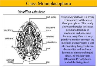 Class Monoplacophora
Neopilina galatheae
Neopilina galatheae is a living
representative of the class
Monoplacophora. This newly
discovered species possesses
peculiar admixture of
molluscan and annelidan
features. Neopilina is a very
primitive member amongst the
molluscs and represents a sort
of connecting bridge between
the annelids and molluscs.
It remains almost unchanged
since 350 million years
(Devonian Period)-hence
called the living fossil.
 