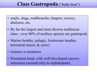 • snails, slugs, nudibranchs, limpets, cowrys,
abalones, etc.
• By far the largest and most diverse molluscan
class - over 80% of mollusc species are gastropods
• Marine benthic, pelagic, freshwater benthic,
terrestrial (mesic & xeric)
• Grazers or predators
• Prominent head, with well-developed sensory
structures (second only to cephalopods)
Class Gastropoda (“belly-foot”)
 