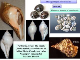 Mesogastropod prosobranchs
cowries
tritons
Turbinella pyrum, the chank
(Shankh) shell, sacred chank or
Indian Divine Conch, also called
Valampuri Sanggu; Sri
Lakshmi Shankh
Monetaria moneta, M. annulus etc
 