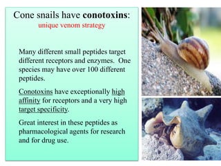Cone snails have conotoxins:
unique venom strategy
Many different small peptides target
different receptors and enzymes. One
species may have over 100 different
peptides.
Conotoxins have exceptionally high
affinity for receptors and a very high
target specificity.
Great interest in these peptides as
pharmacological agents for research
and for drug use.
 