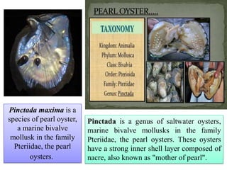 37
Pinctada is a genus of saltwater oysters,
marine bivalve mollusks in the family
Pteriidae, the pearl oysters. These oysters
have a strong inner shell layer composed of
nacre, also known as "mother of pearl".
Pinctada maxima is a
species of pearl oyster,
a marine bivalve
mollusk in the family
Pteriidae, the pearl
oysters.
 