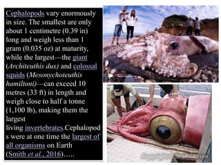 Cephalopods vary enormously
in size. The smallest are only
about 1 centimetre (0.39 in)
long and weigh less than 1
gram (0.035 oz) at maturity,
while the largest—the giant
(Architeuthis dux) and colossal
squids (Mesonychoteuthis
hamiltoni)—can exceed 10
metres (33 ft) in length and
weigh close to half a tonne
(1,100 lb), making them the
largest
living invertebrates.Cephalopod
s were at one time the largest of
all organisms on Earth
(Smith et al., 2016)…..
 