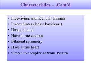 Characteristics…..Cont’d
• Free-living, multicellular animals
• Invertebrates (lack a backbone)
• Unsegmented
• Have a true coelom
• Bilateral symmetry
• Have a true heart
• Simple to complex nervous system
 