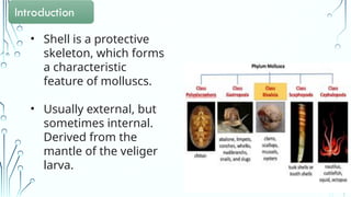Characteristic On Shell Comprehensive Study on Shell Diversity and Structure in Mollusca | PPTX