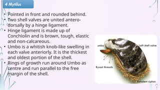 Shell Ligament Comprehensive Study on Shell Diversity and Structure in Mollusca | PPTX