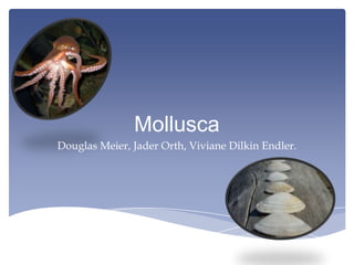 Mollusca
Douglas Meier, Jader Orth, Viviane Dilkin Endler.

 