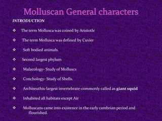 INTRODUCTION
The term Mollusca was coined by Aristotle
The term Mollusca was defined by Cuvier
Soft bodied animals.
Second largest phylum
Malacology- Study of Molluscs
Conchology- Study of Shells.
Architeuthis-largest invertebrate-commonly called as giant squid
Inhabited all habitats except Air
Molluscans came into existence in the early cambrian period and
flourished.