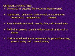 GENERAL CHARACTERS:-
Terrestrial or aquatic( fresh water or Marine water)
Triploblastic , bilaterally symmetrical, schizocoelomic,
protostomic, unsegmented animals
Body divisible into head, mantle, foot, and visceral mass.
Shell when present , usually either external or internal or
absent.
Coelom is reduced and is represented by pericardial cavity,
gonadal cavity, and around kidney.