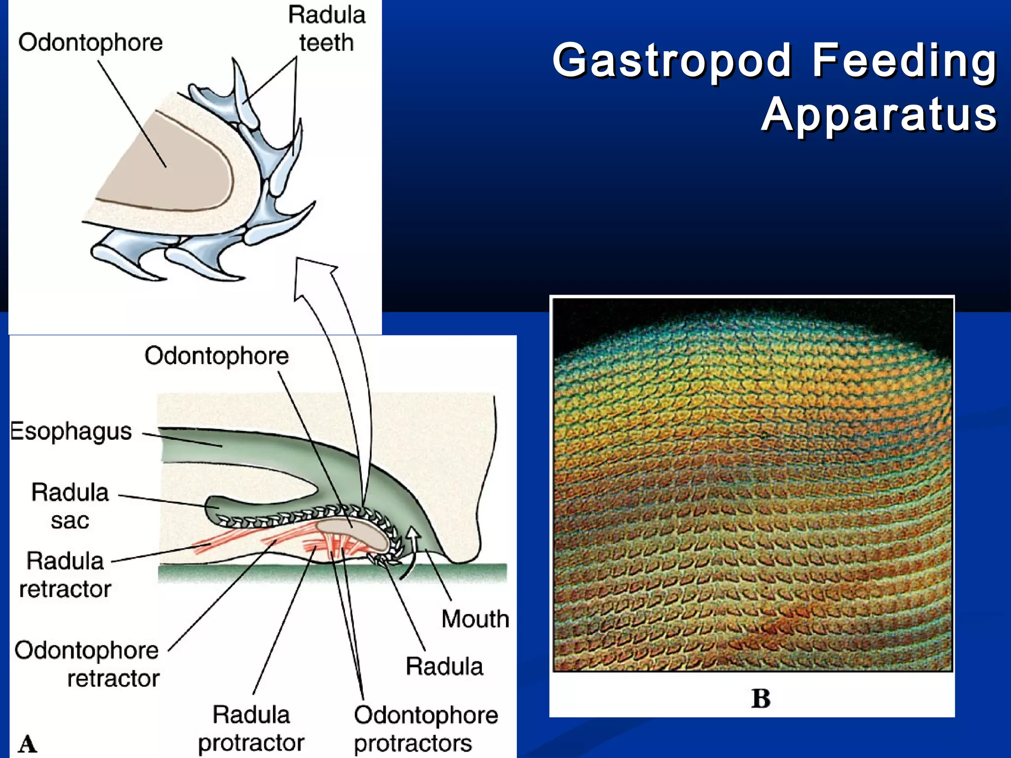 Gastropod FeedingGastropod Feeding
ApparatusApparatus
 