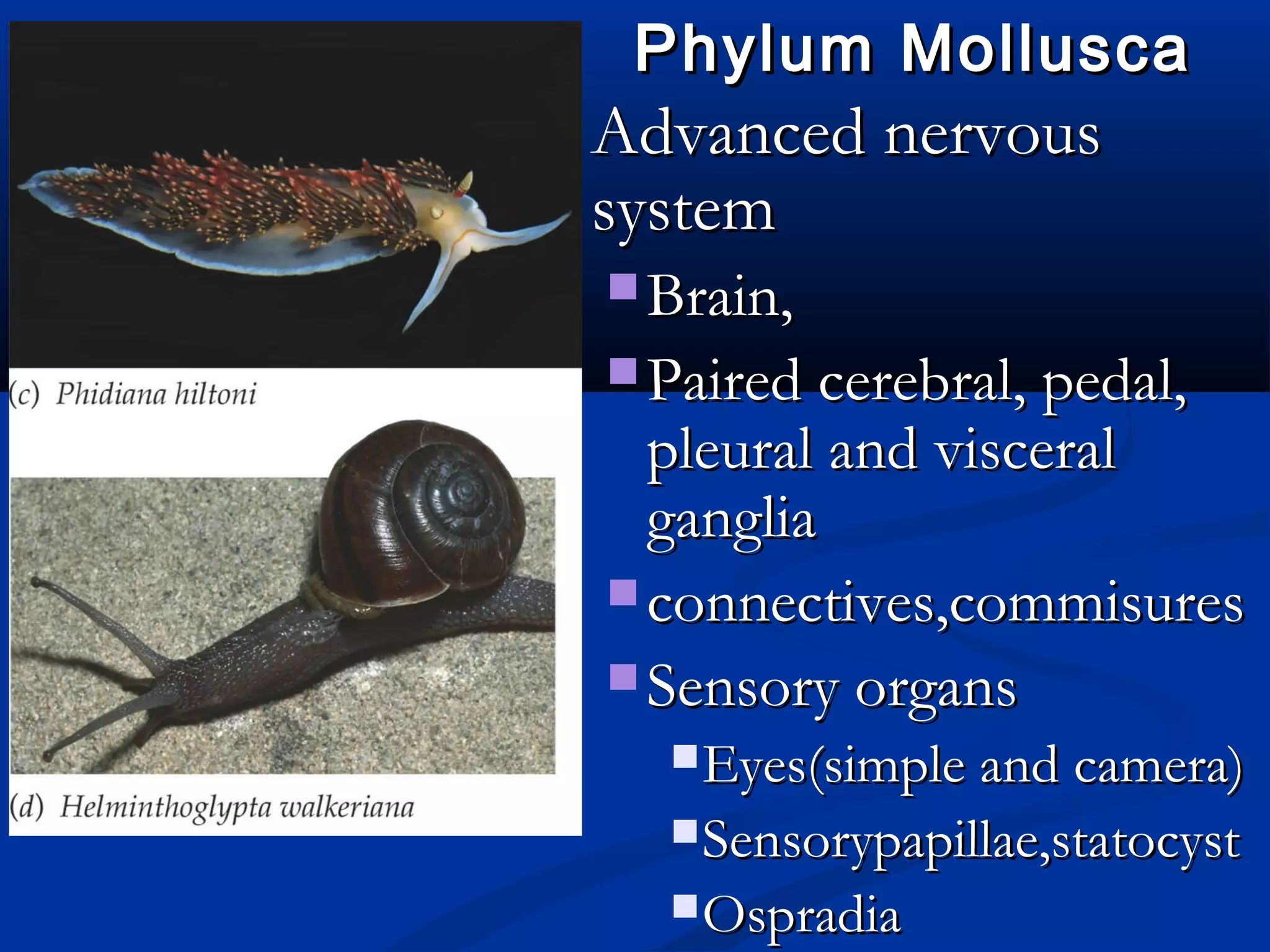 Phylum MolluscaPhylum Mollusca
 Advanced nervousAdvanced nervous
systemsystem
 Brain,Brain,
 Paired cerebral, pedal,Paired cerebral, pedal,
pleural and visceralpleural and visceral
gangliaganglia
 connectives,commisuresconnectives,commisures
 Sensory organsSensory organs
Eyes(simple and camera)Eyes(simple and camera)
Sensorypapillae,statocystSensorypapillae,statocyst
OspradiaOspradia
 