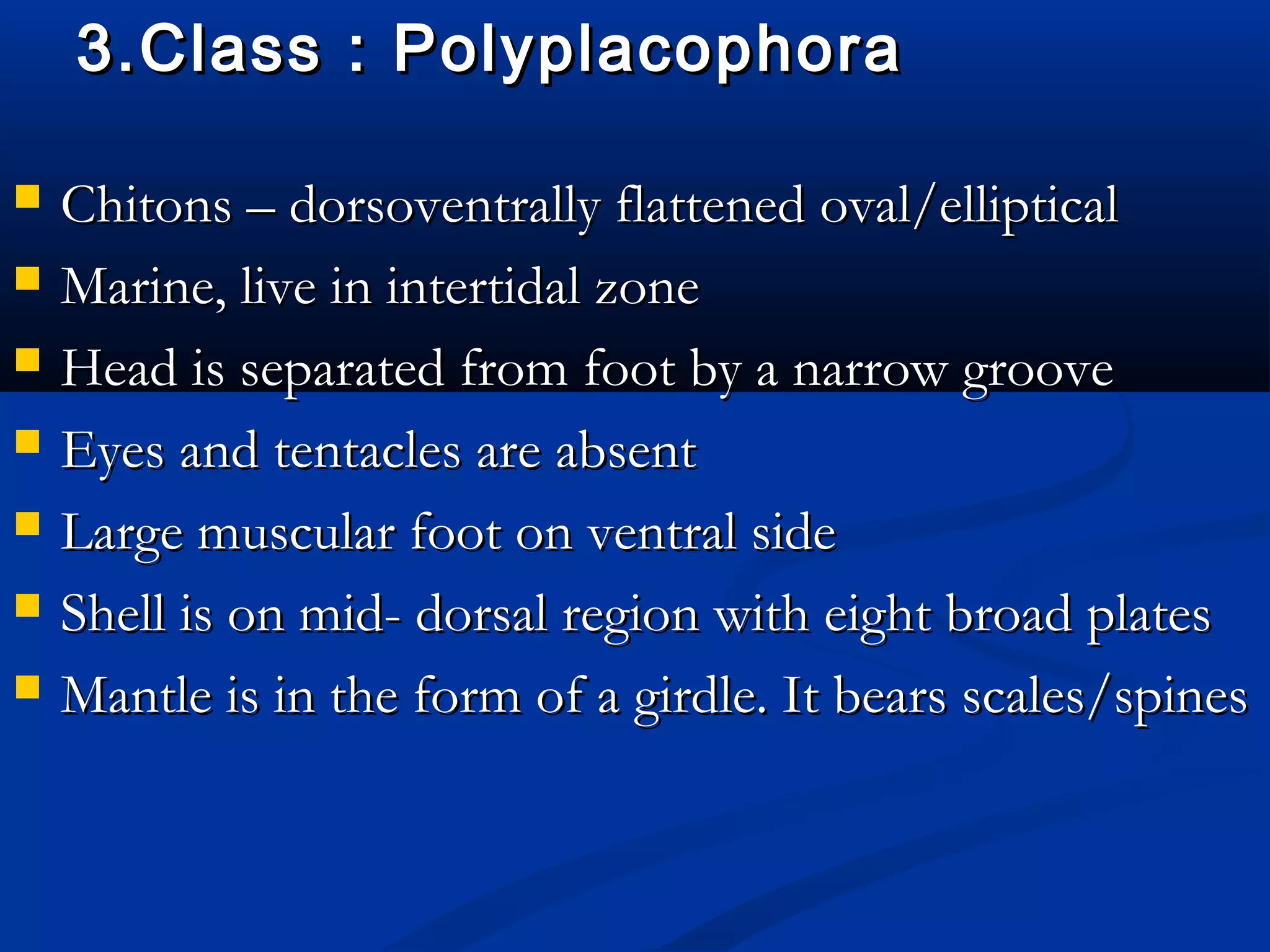 3.Class : Polyplacophora3.Class : Polyplacophora
 Chitons – dorsoventrally flattened oval/ellipticalChitons – dorsoventrally flattened oval/elliptical
 Marine, live in intertidal zoneMarine, live in intertidal zone
 Head is separated from foot by a narrow grooveHead is separated from foot by a narrow groove
 Eyes and tentacles are absentEyes and tentacles are absent
 Large muscular foot on ventral sideLarge muscular foot on ventral side
 Shell is on mid- dorsal region with eight broad platesShell is on mid- dorsal region with eight broad plates
 Mantle is in the form of a girdle. It bears scales/spinesMantle is in the form of a girdle. It bears scales/spines
 
