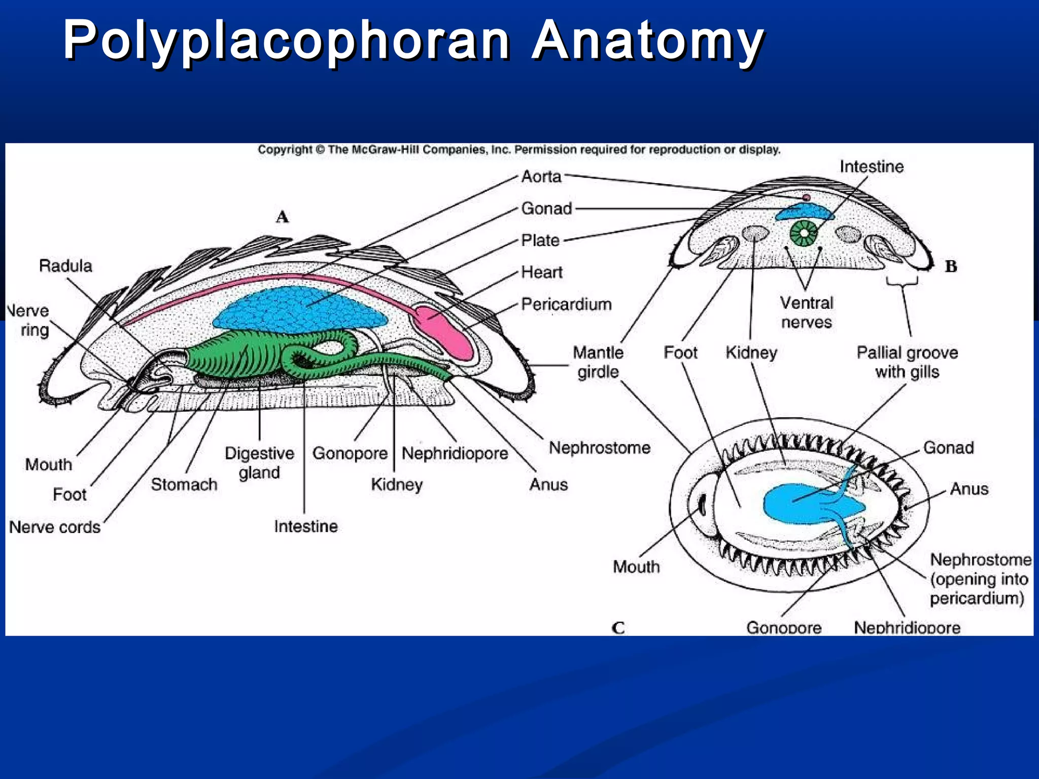 Polyplacophoran AnatomyPolyplacophoran Anatomy
 