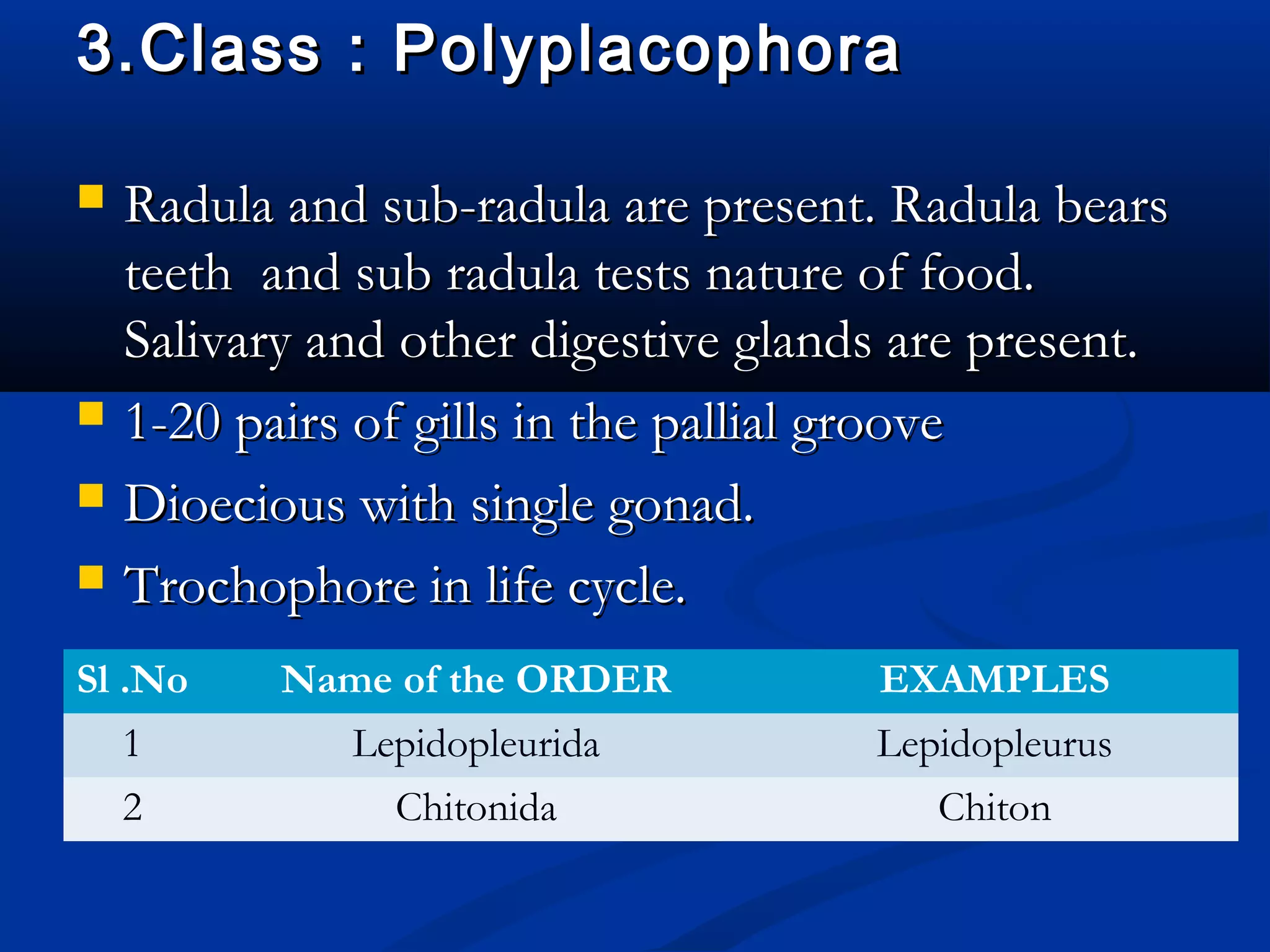 3.Class : Polyplacophora3.Class : Polyplacophora
 Radula and sub-radula are present. Radula bearsRadula and sub-radula are present. Radula bears
teeth and sub radula tests nature of food.teeth and sub radula tests nature of food.
Salivary and other digestive glands are present.Salivary and other digestive glands are present.
 1-20 pairs of gills in the pallial groove1-20 pairs of gills in the pallial groove
 Dioecious with single gonad.Dioecious with single gonad.
 Trochophore in life cycle.Trochophore in life cycle.
Sl .No Name of the ORDER EXAMPLES
1 Lepidopleurida Lepidopleurus
2 Chitonida Chiton
 