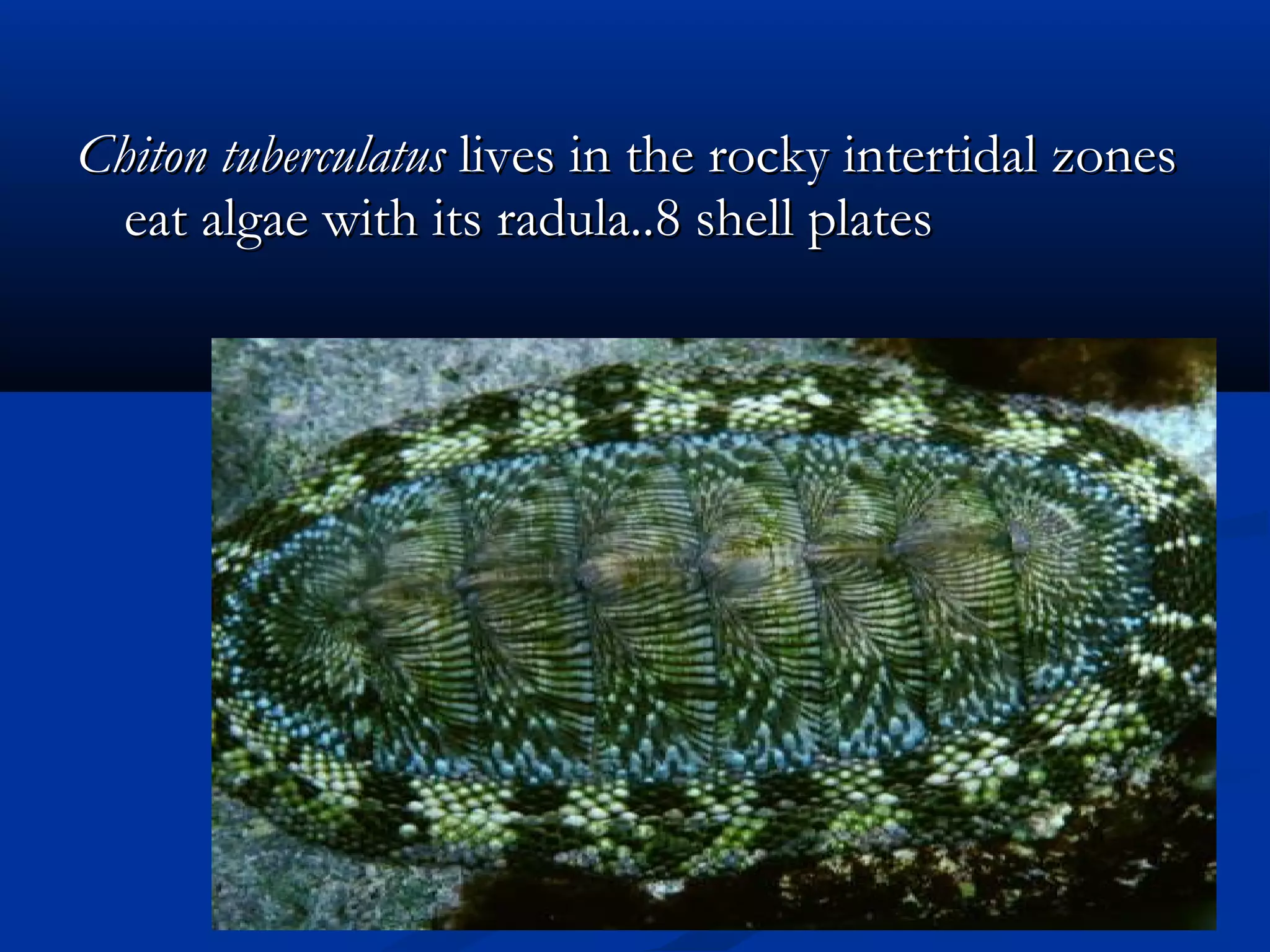 Chiton tuberculatusChiton tuberculatus lives in the rocky intertidal zoneslives in the rocky intertidal zones
eat algae with its radula..8 shell plateseat algae with its radula..8 shell plates
 