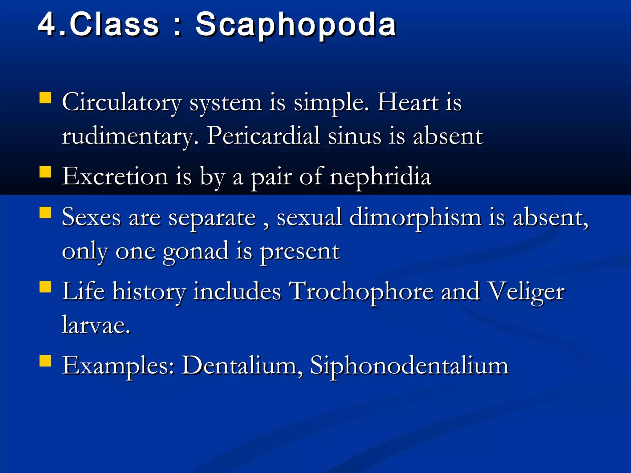 4.Class : Scaphopoda4.Class : Scaphopoda
 Circulatory system is simple. Heart isCirculatory system is simple. Heart is
rudimentary. Pericardial sinus is absentrudimentary. Pericardial sinus is absent
 Excretion is by a pair of nephridiaExcretion is by a pair of nephridia
 Sexes are separate , sexual dimorphism is absent,Sexes are separate , sexual dimorphism is absent,
only one gonad is presentonly one gonad is present
 Life history includes Trochophore and VeligerLife history includes Trochophore and Veliger
larvae.larvae.
 Examples: Dentalium, SiphonodentaliumExamples: Dentalium, Siphonodentalium
 