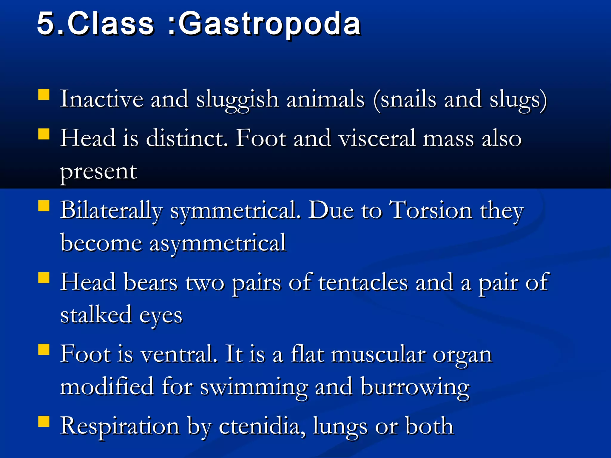 5.Class :Gastropoda5.Class :Gastropoda
 Inactive and sluggish animals (snails and slugs)Inactive and sluggish animals (snails and slugs)
 Head is distinct. Foot and visceral mass alsoHead is distinct. Foot and visceral mass also
presentpresent
 Bilaterally symmetrical. Due to Torsion theyBilaterally symmetrical. Due to Torsion they
become asymmetricalbecome asymmetrical
 Head bears two pairs of tentacles and a pair ofHead bears two pairs of tentacles and a pair of
stalked eyesstalked eyes
 Foot is ventral. It is a flat muscular organFoot is ventral. It is a flat muscular organ
modified for swimming and burrowingmodified for swimming and burrowing
 Respiration by ctenidia, lungs or bothRespiration by ctenidia, lungs or both
 