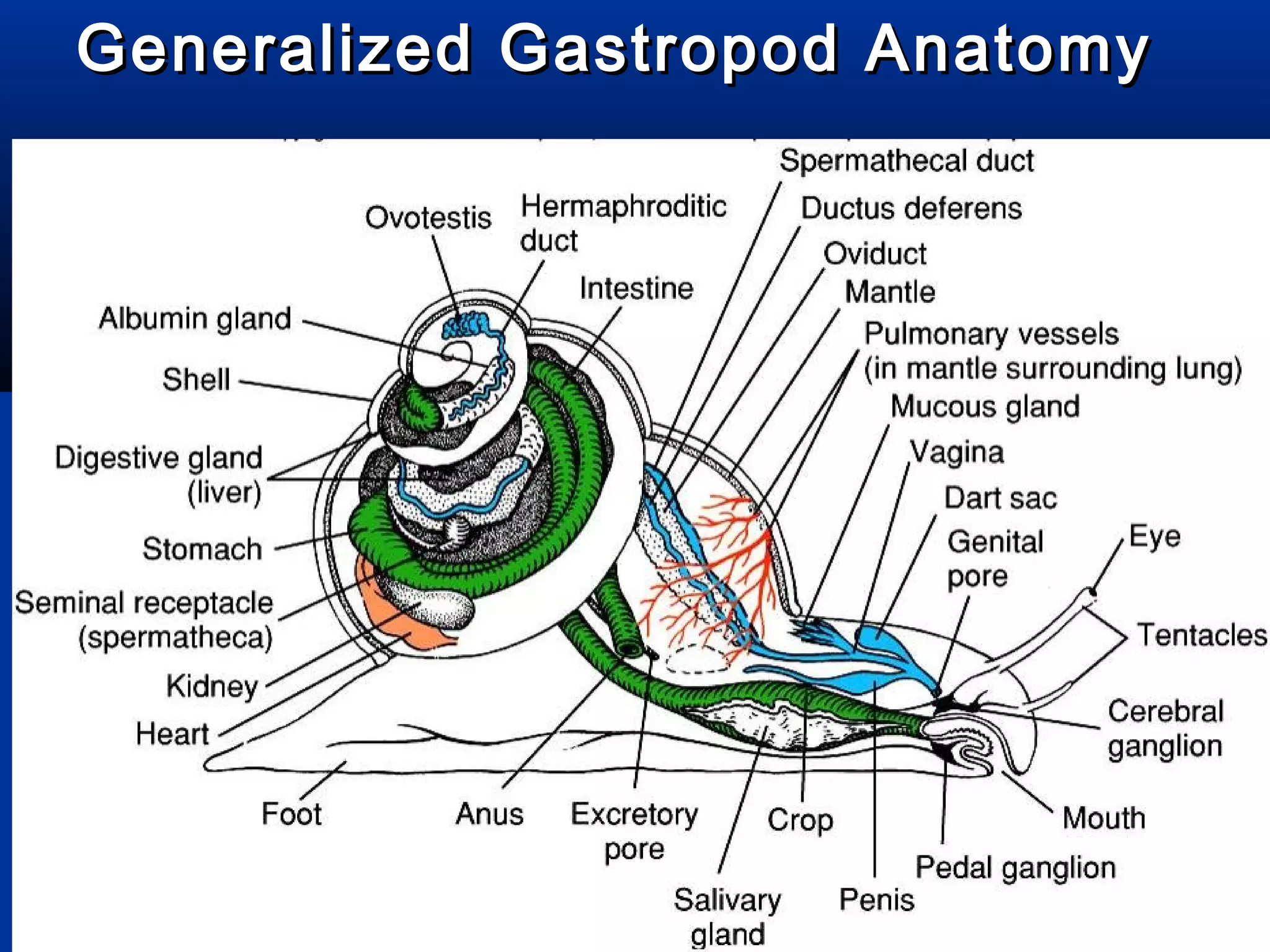 Generalized Gastropod AnatomyGeneralized Gastropod Anatomy
 
