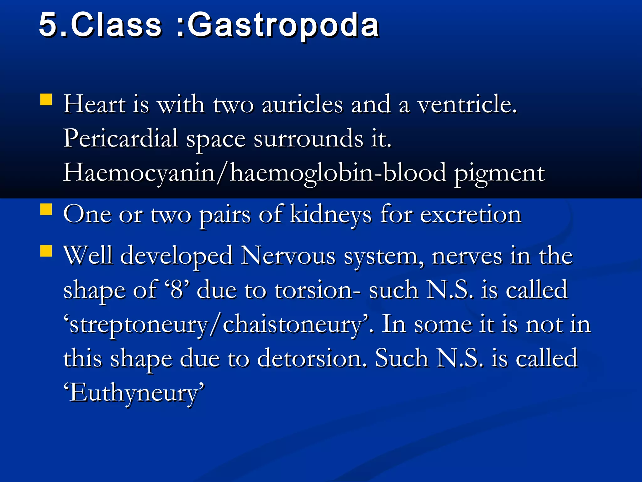 5.Class :Gastropoda5.Class :Gastropoda
 Heart is with two auricles and a ventricle.Heart is with two auricles and a ventricle.
Pericardial space surrounds it.Pericardial space surrounds it.
Haemocyanin/haemoglobin-blood pigmentHaemocyanin/haemoglobin-blood pigment
 One or two pairs of kidneys for excretionOne or two pairs of kidneys for excretion
 Well developed Nervous system, nerves in theWell developed Nervous system, nerves in the
shape of ‘8’ due to torsion- such N.S. is calledshape of ‘8’ due to torsion- such N.S. is called
‘streptoneury/chaistoneury’. In some it is not in‘streptoneury/chaistoneury’. In some it is not in
this shape due to detorsion. Such N.S. is calledthis shape due to detorsion. Such N.S. is called
‘Euthyneury’‘Euthyneury’
 