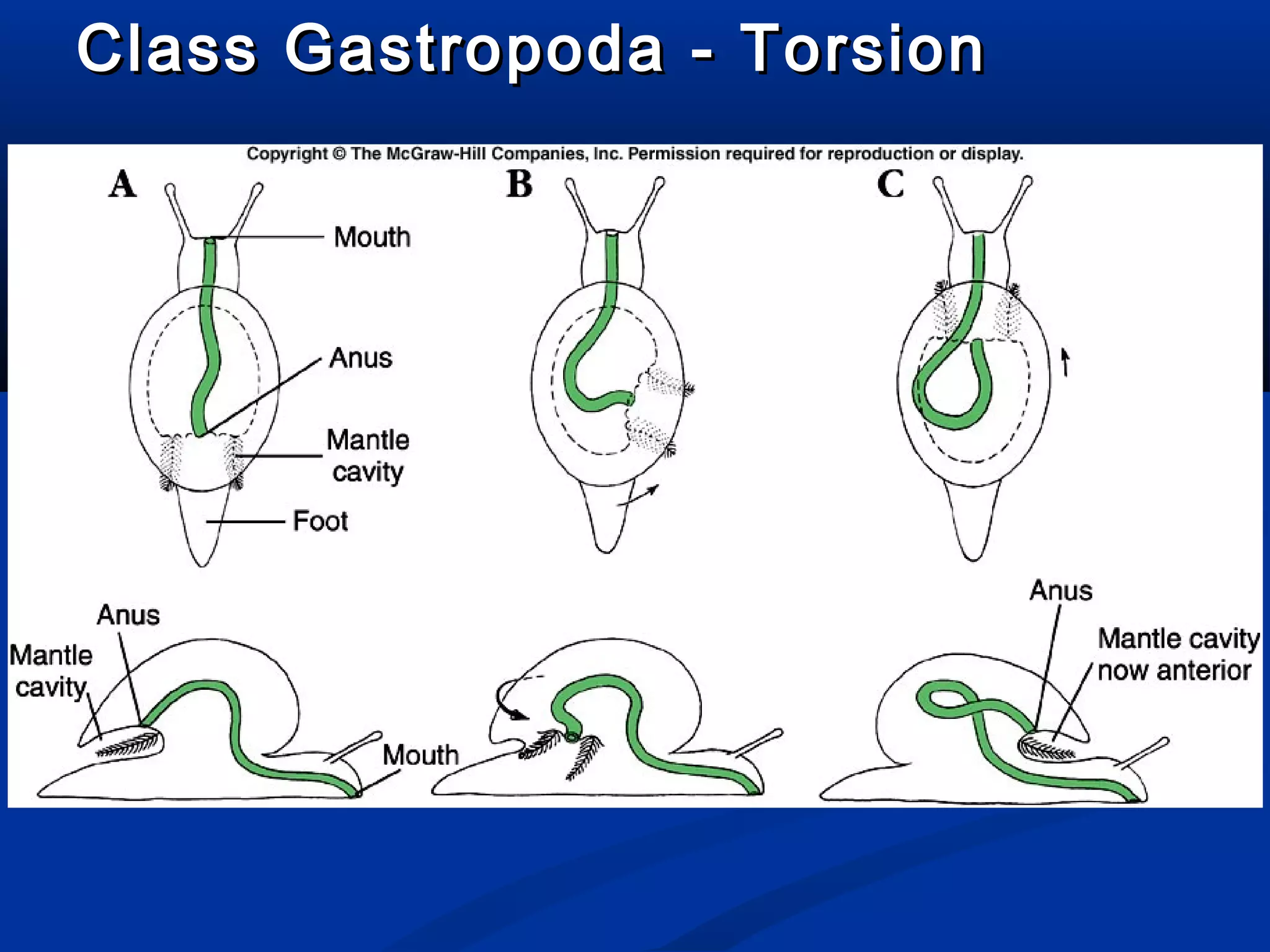 Class Gastropoda - TorsionClass Gastropoda - Torsion
 
